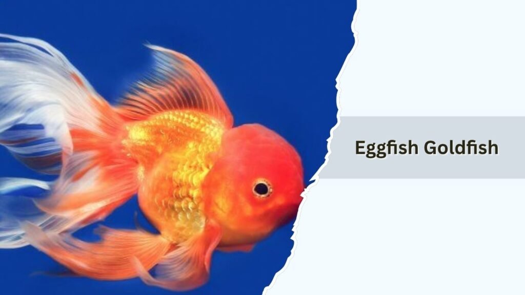 Eggfish Goldfish