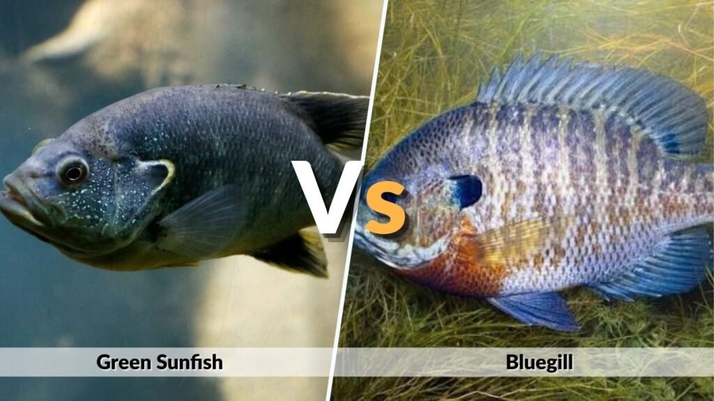 Green Sunfish vs. Bluegill