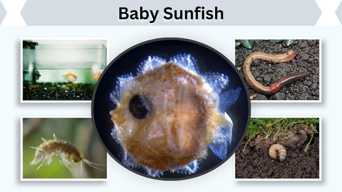 Baby Sunfish: Size, Growth, Diet, and Care Guide