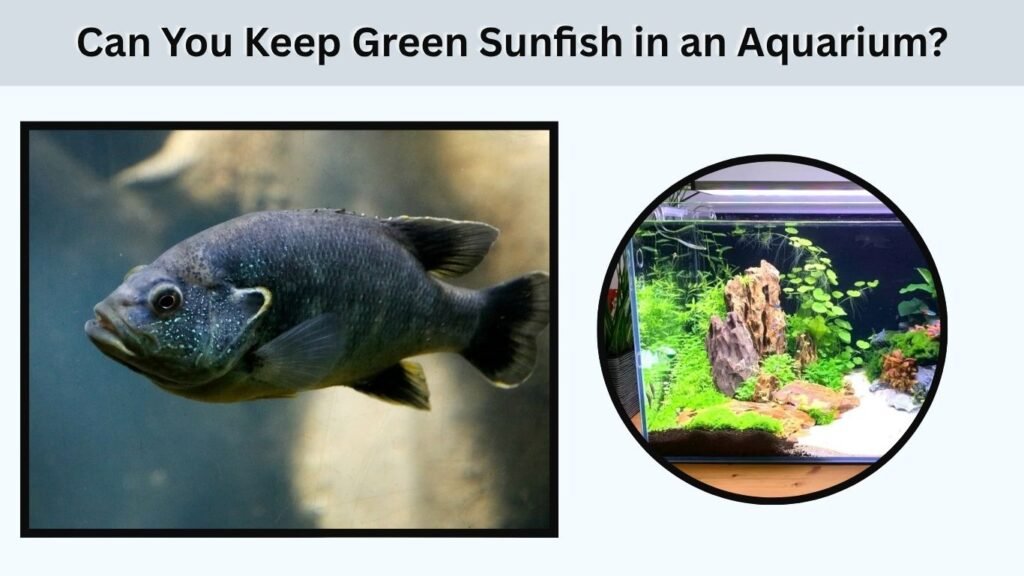 Can You Keep Green Sunfish in an Aquarium?