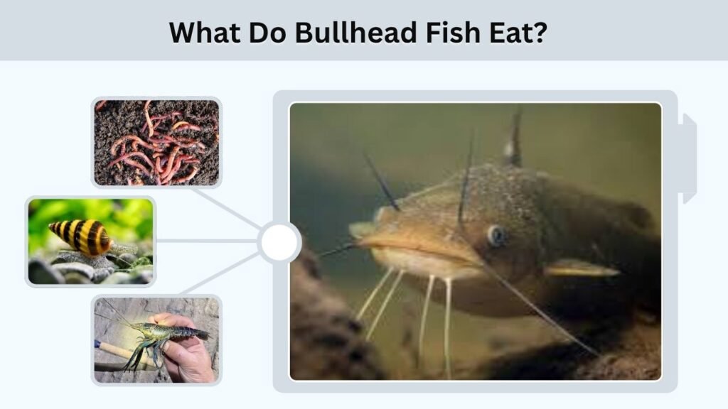 What Do Bullhead Fish Eat?