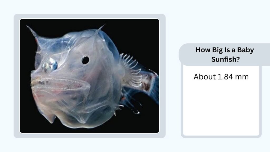 How Big Is a Baby Sunfish?
