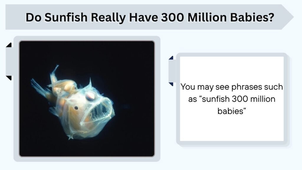 Do Sunfish Really Have 300 Million Babies?