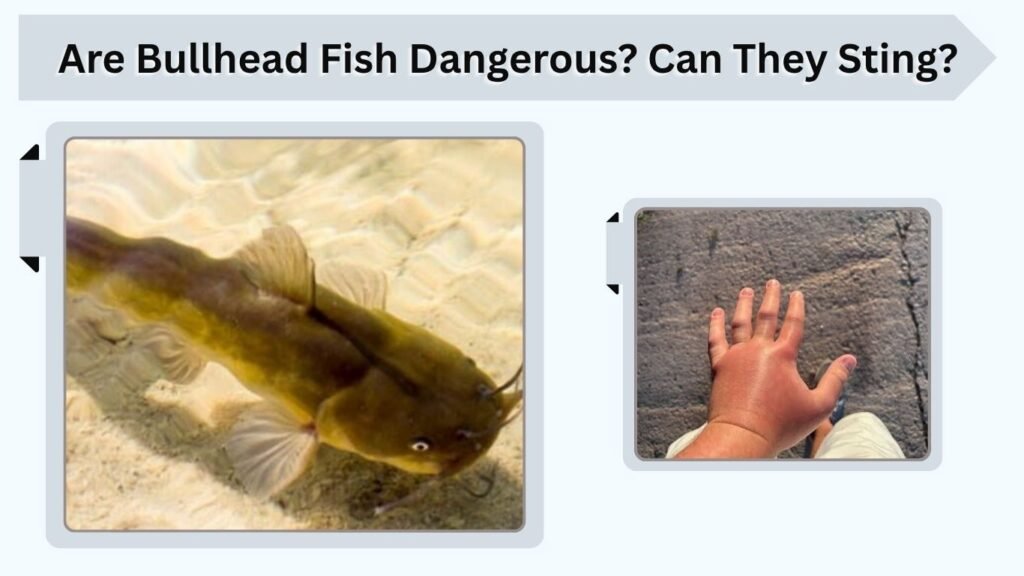Are Bullhead Fish Dangerous? Can They Sting?