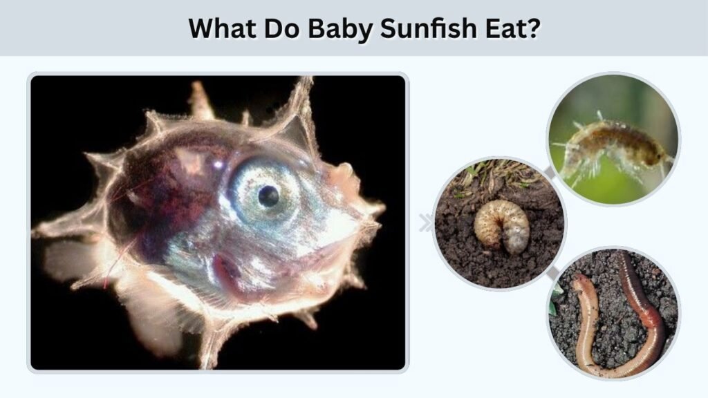 What Do Baby Sunfish Eat?