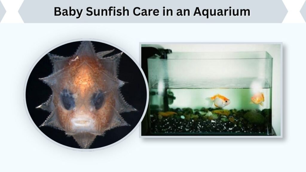 Baby Sunfish Care in an Aquarium