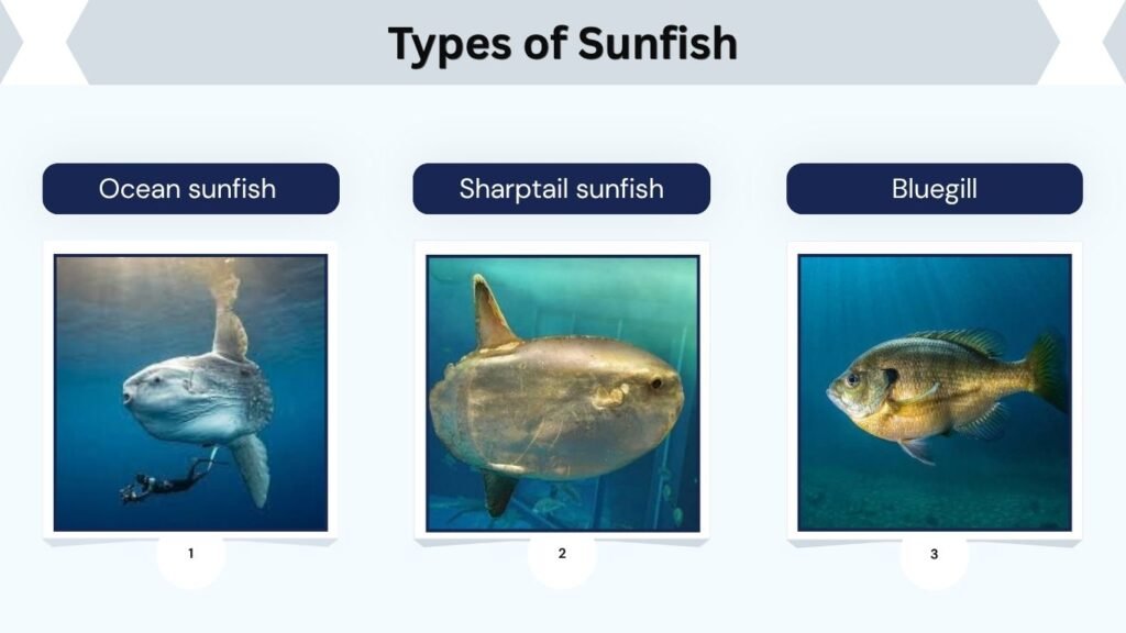 Types of Sunfish