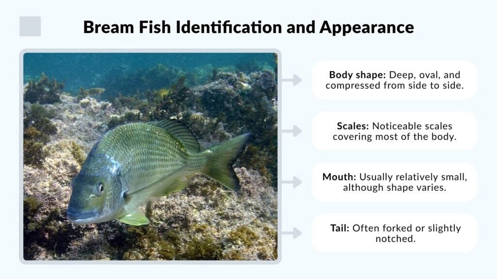 Bream Fish Identification and Appearance