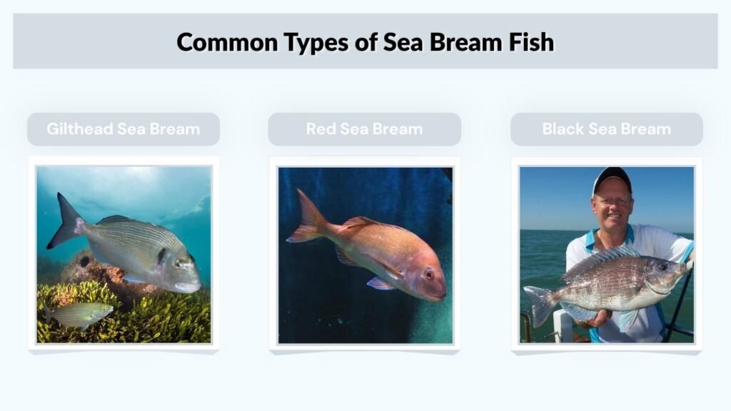 Common Types of Sea Bream Fish