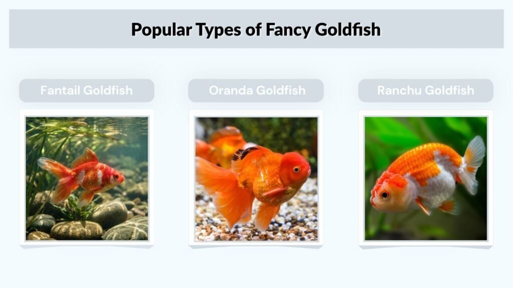 Popular Types of Fancy Goldfish