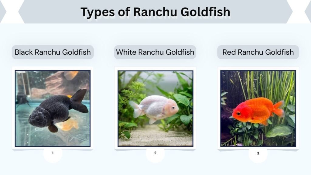 Types of Ranchu Goldfish