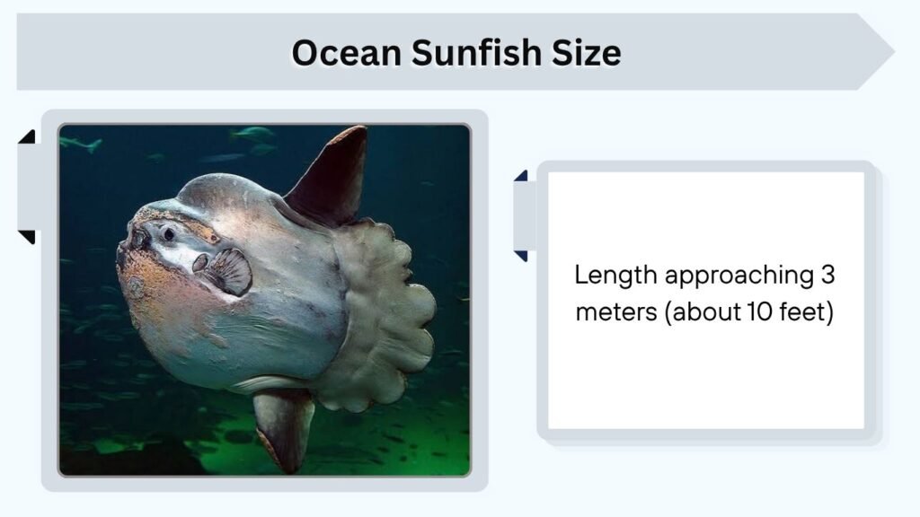 Ocean Sunfish Size