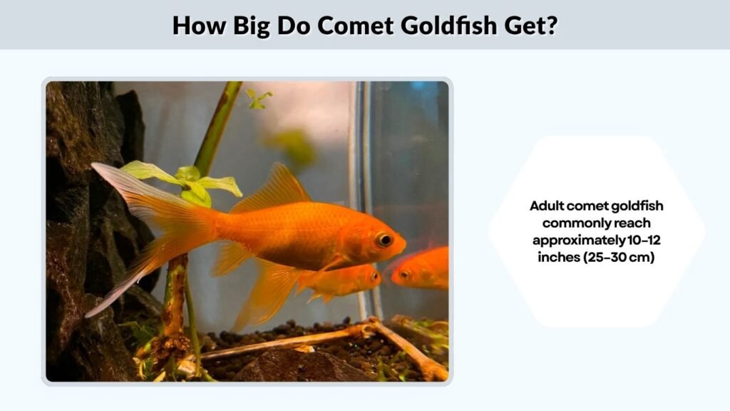 How Big Do Comet Goldfish Get?