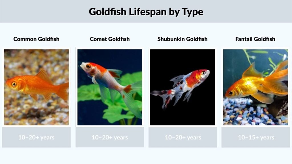 Goldfish Lifespan by Type