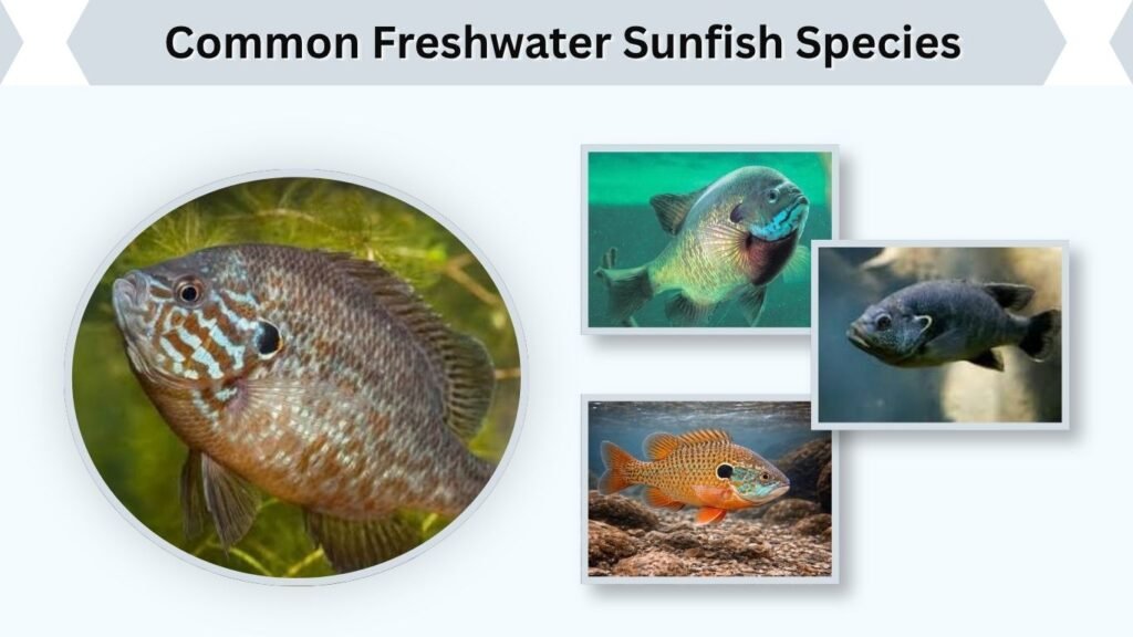 Common Freshwater Sunfish Species