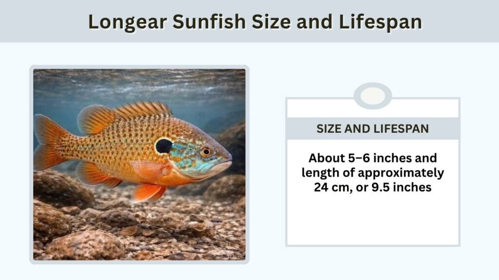 Longear Sunfish Size and Lifespan