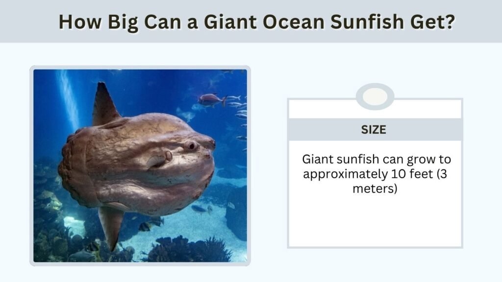 How Big Can a Giant Ocean Sunfish Get?