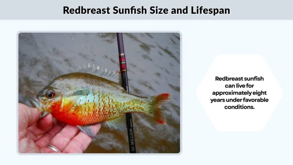 Redbreast Sunfish Size and Lifespan