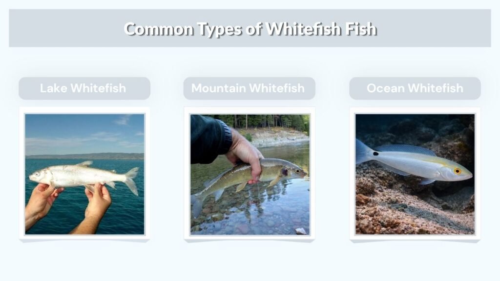 Common Types of Whitefish Fish