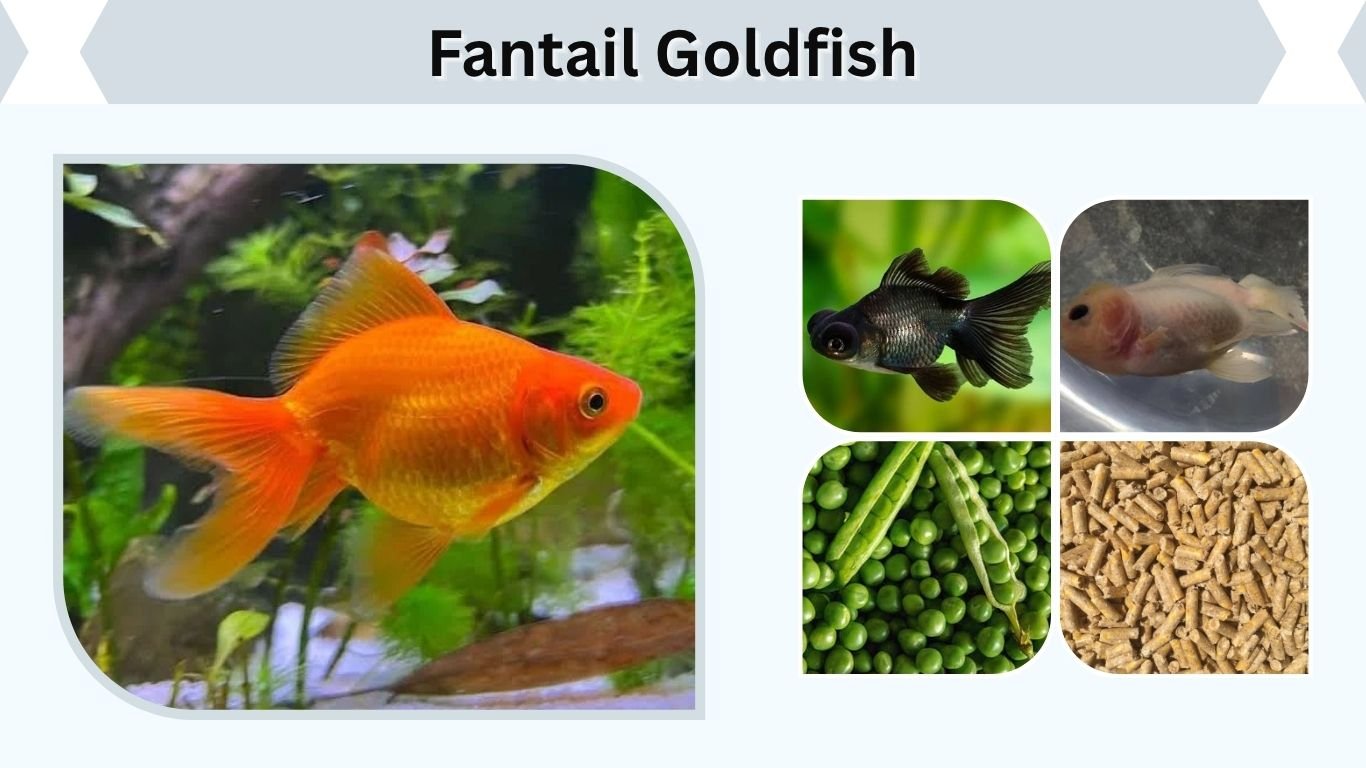 Fantail Goldfish: Size, Lifespan, Colors & Care Guide