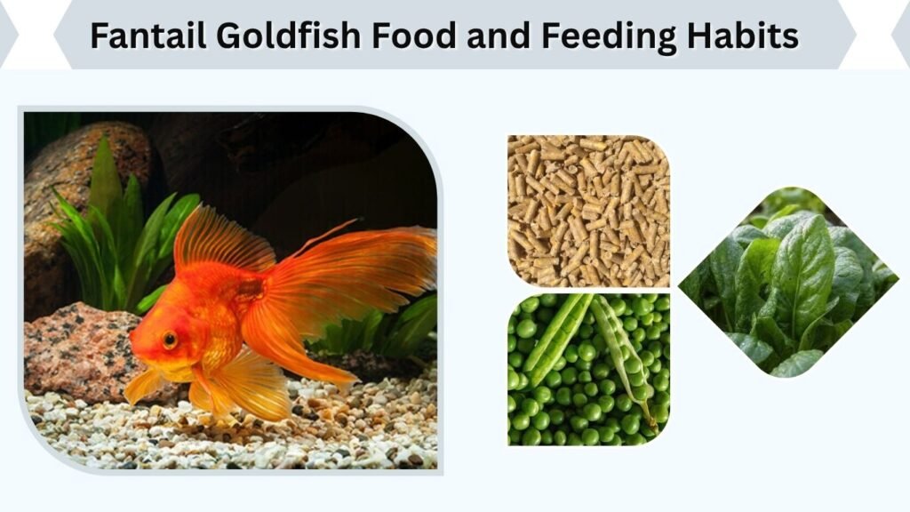 Fantail Goldfish Food and Feeding Habits