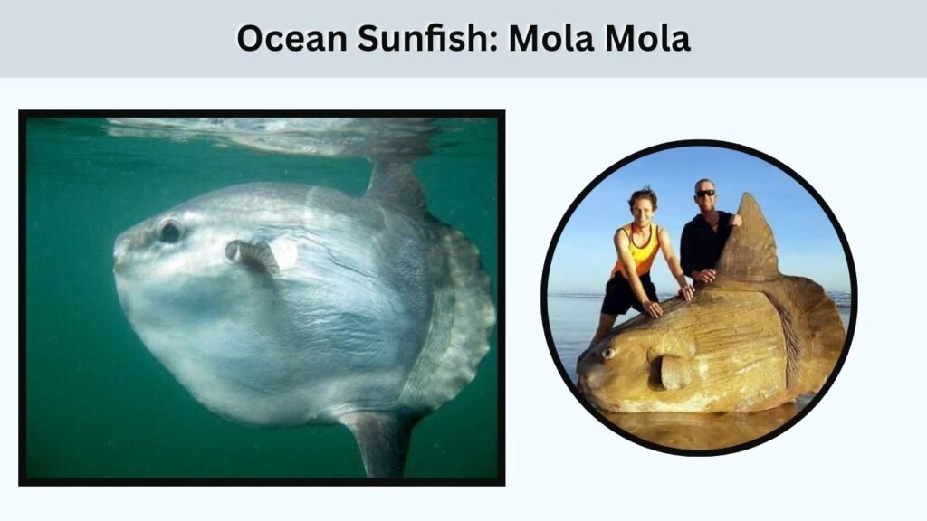 Ocean Sunfish: Mola Mola