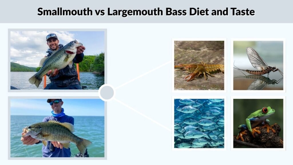 Smallmouth vs Largemouth Bass Diet and Taste