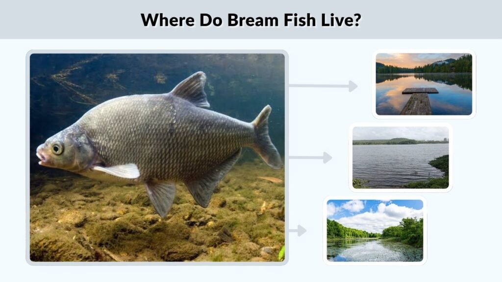 Where Do Bream Fish Live?