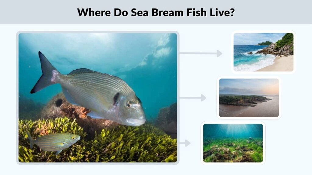 Where Do Sea Bream Fish Live?