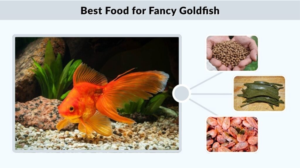 Best Food for Fancy Goldfish