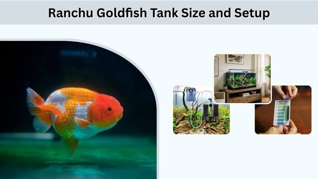 Ranchu Goldfish Tank Size and Setup