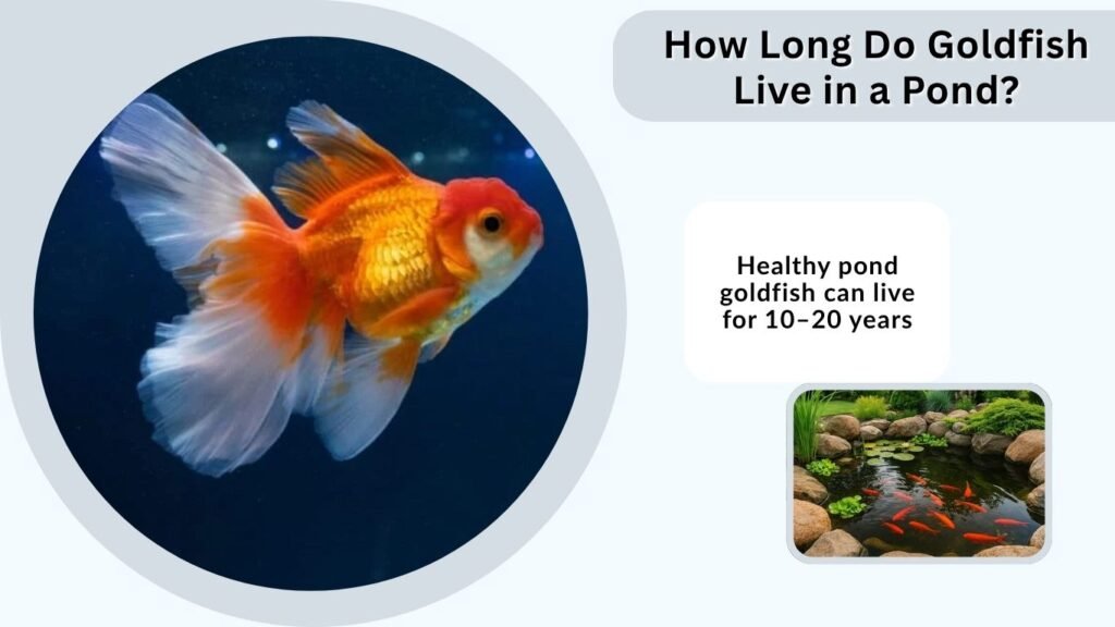 How Long Do Goldfish Live in a Pond?