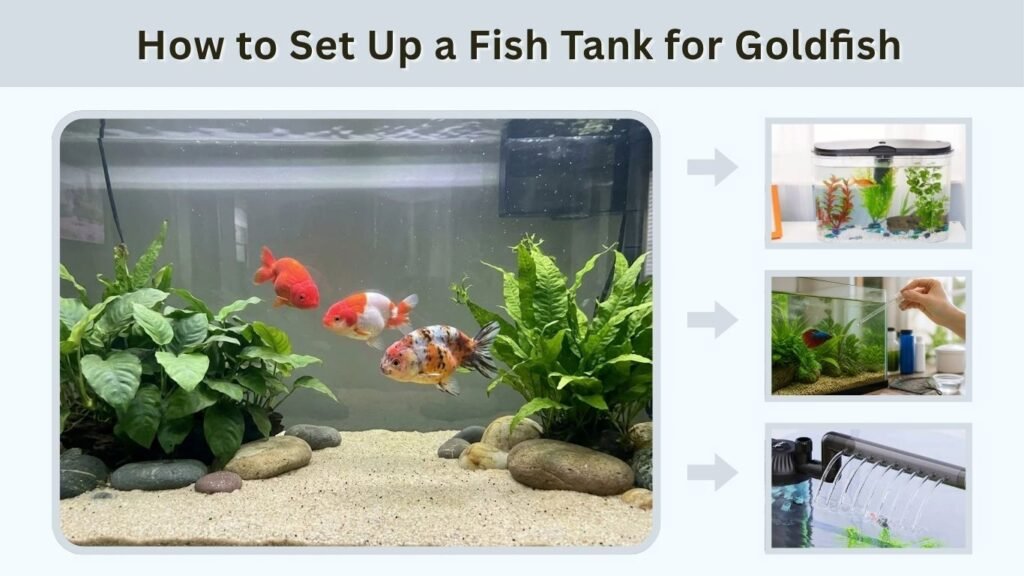 How to Set Up a Fish Tank for Goldfish