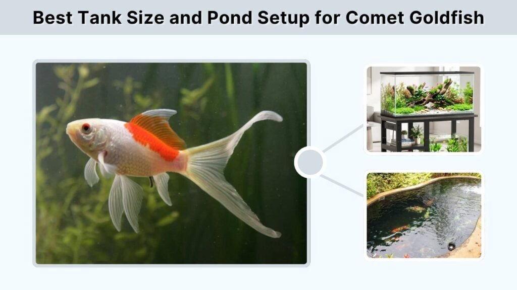 Best Tank Size and Pond Setup for Comet Goldfish