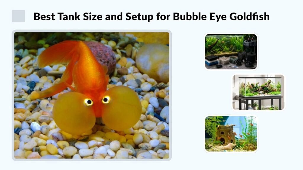 Best Tank Size and Setup for Bubble Eye Goldfish