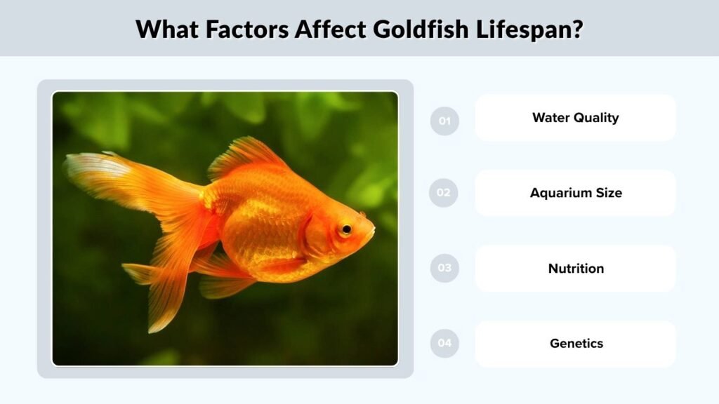 What Factors Affect Goldfish Lifespan?