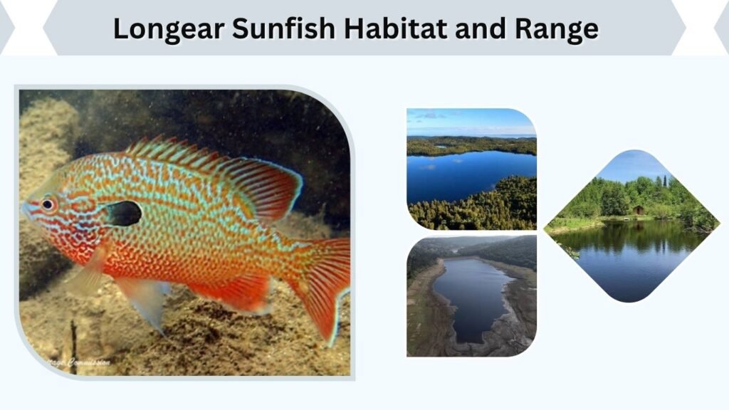 Longear Sunfish Habitat and Range
