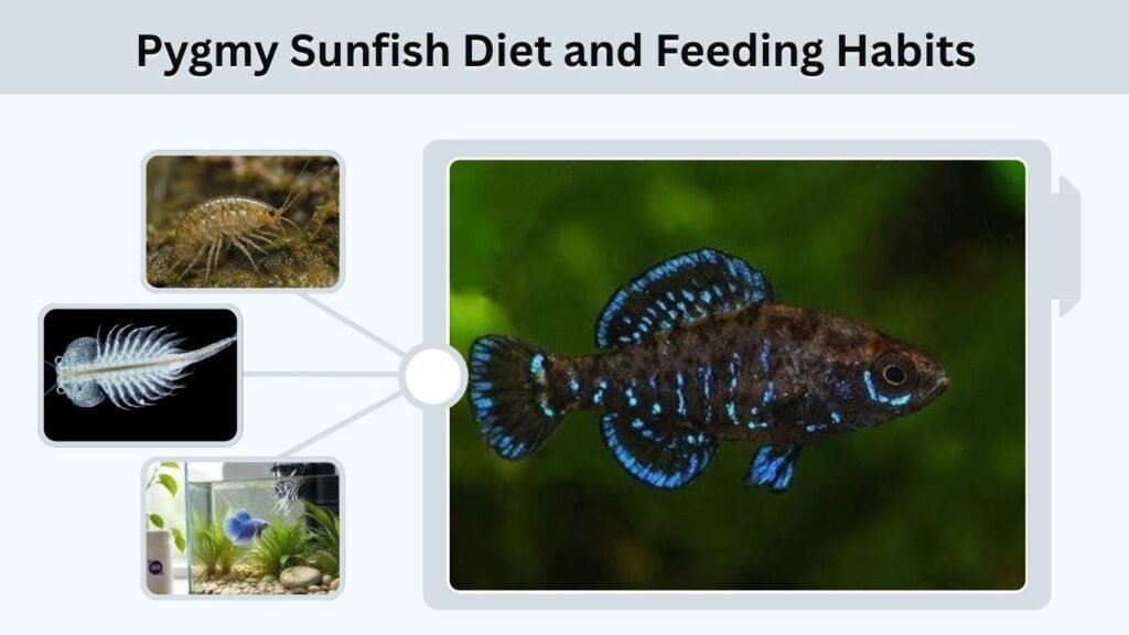 Pygmy Sunfish Diet and Feeding Habits