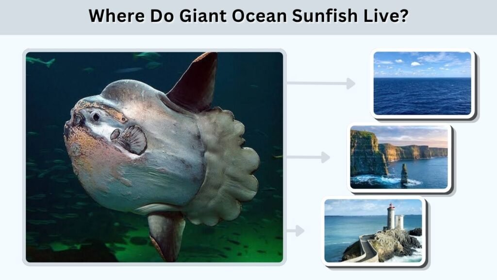 Where Do Giant Ocean Sunfish Live?