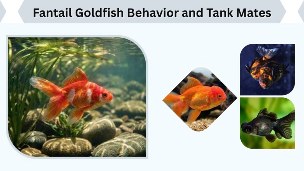 Fantail Goldfish Behavior and Tank Mates