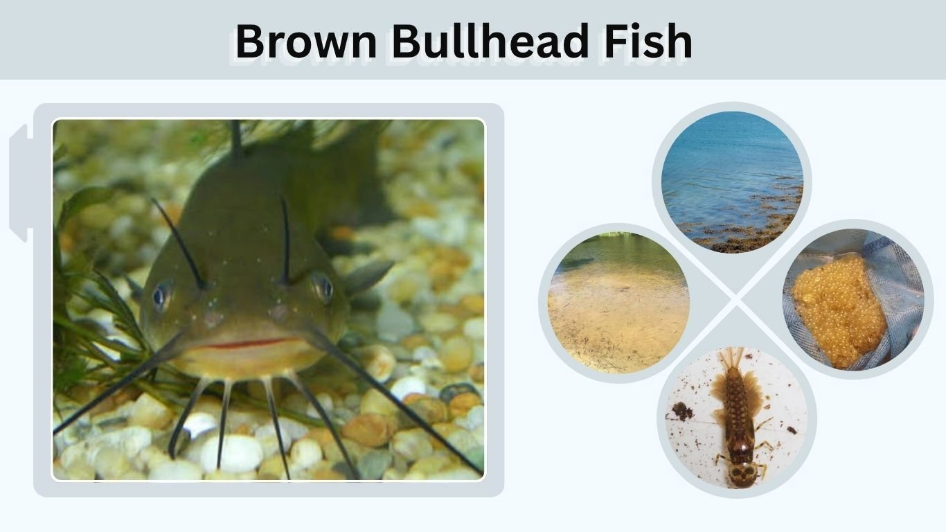Brown Bullhead Fish: Identification, Size, Habitat & Fishing Tips