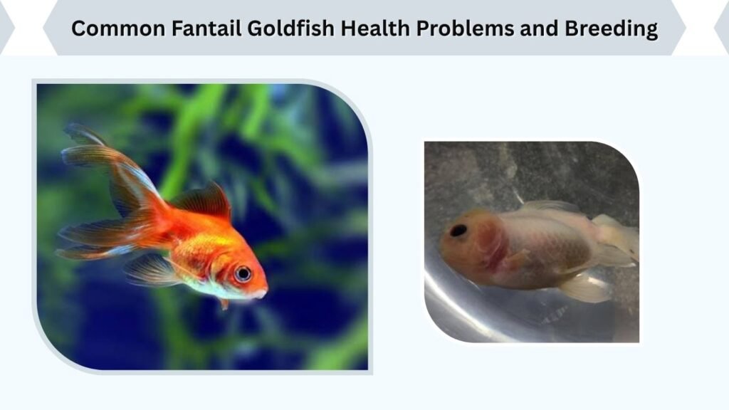 Common Fantail Goldfish Health Problems and Breeding