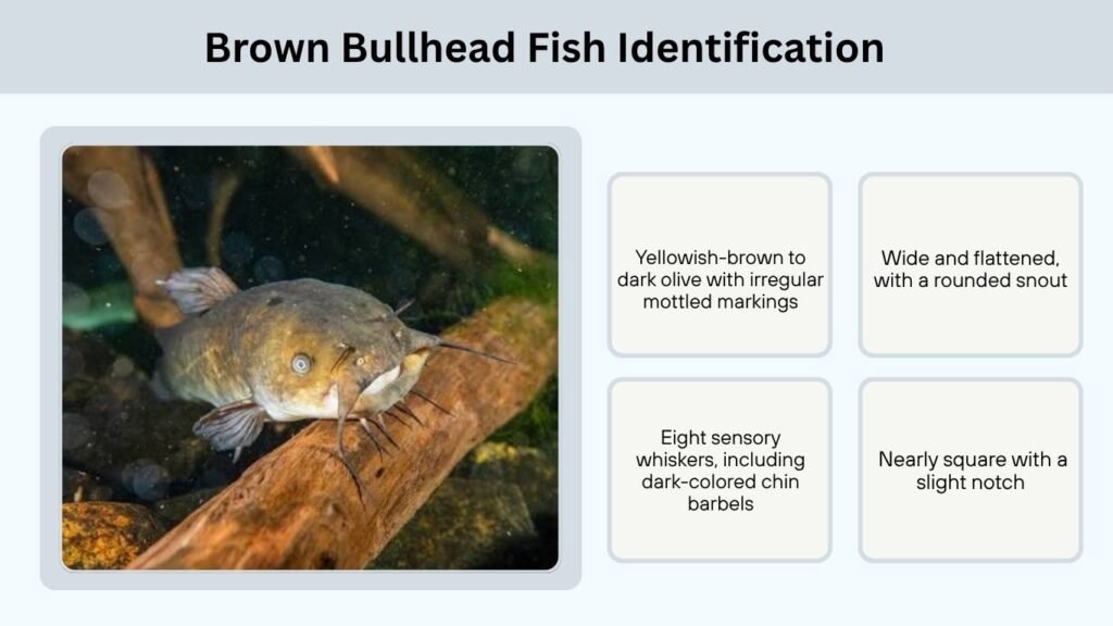 Brown Bullhead Fish Identification