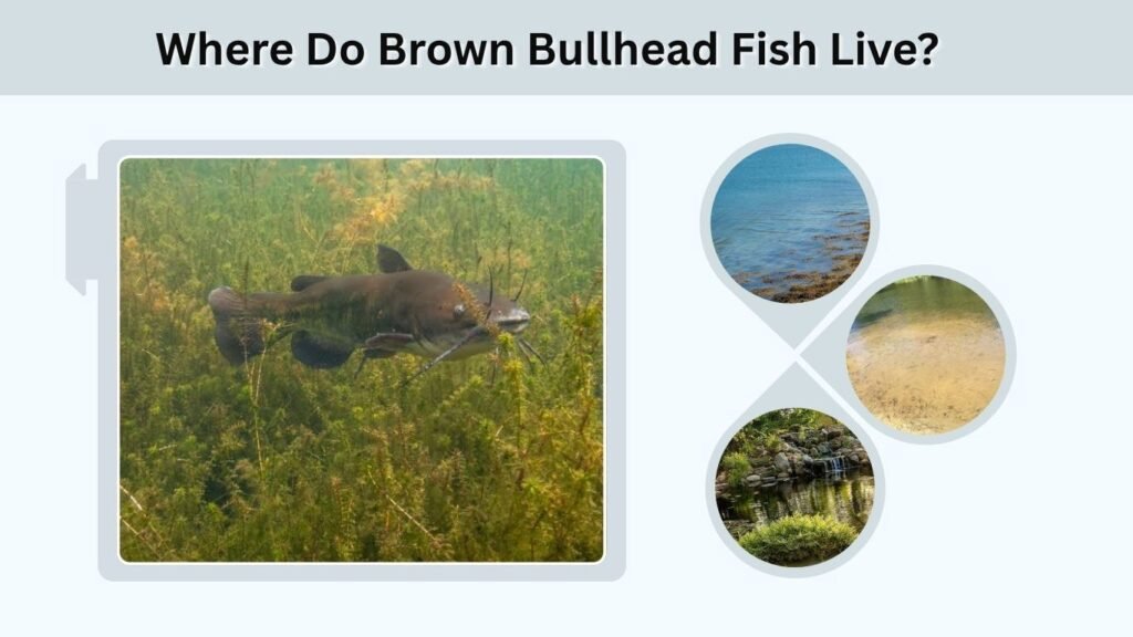 Where Do Brown Bullhead Fish Live?