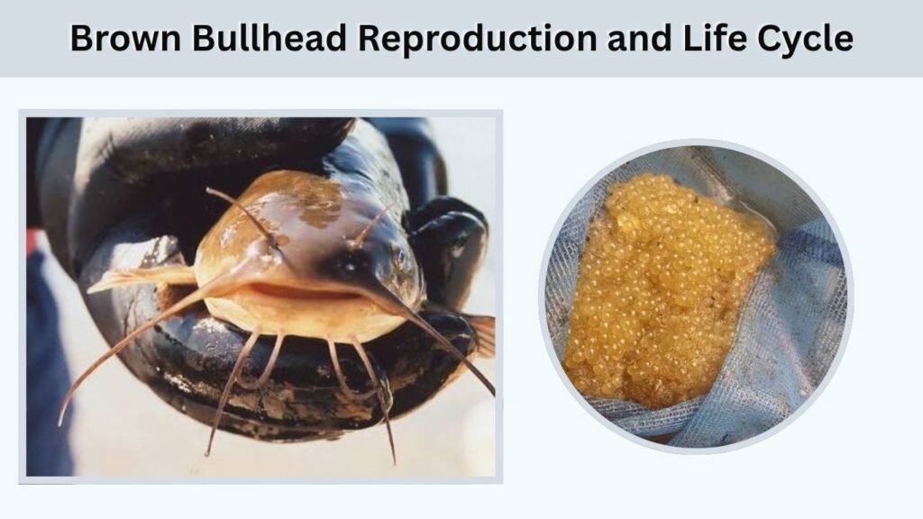 Brown Bullhead Reproduction and Life Cycle