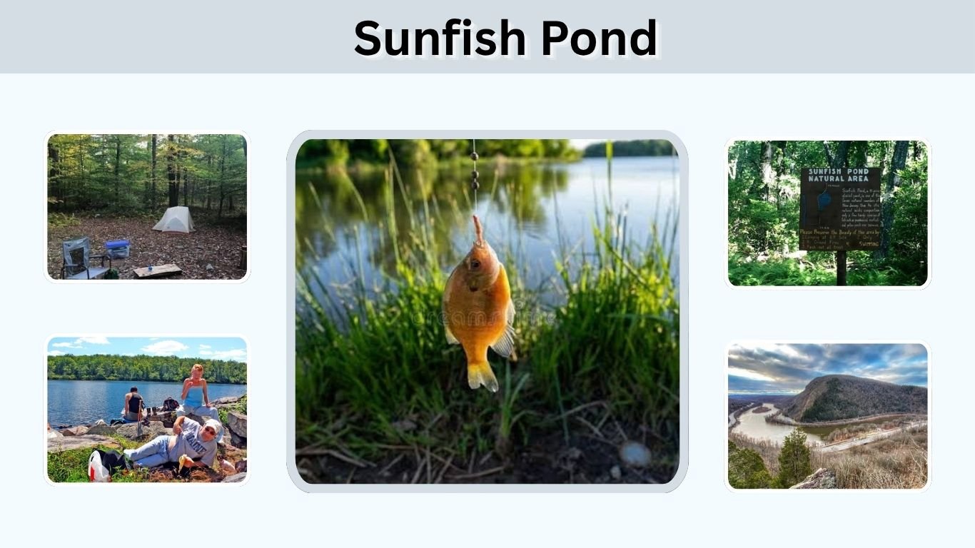 Sunfish Pond: NJ Hiking, Fishing, Camping & Facts