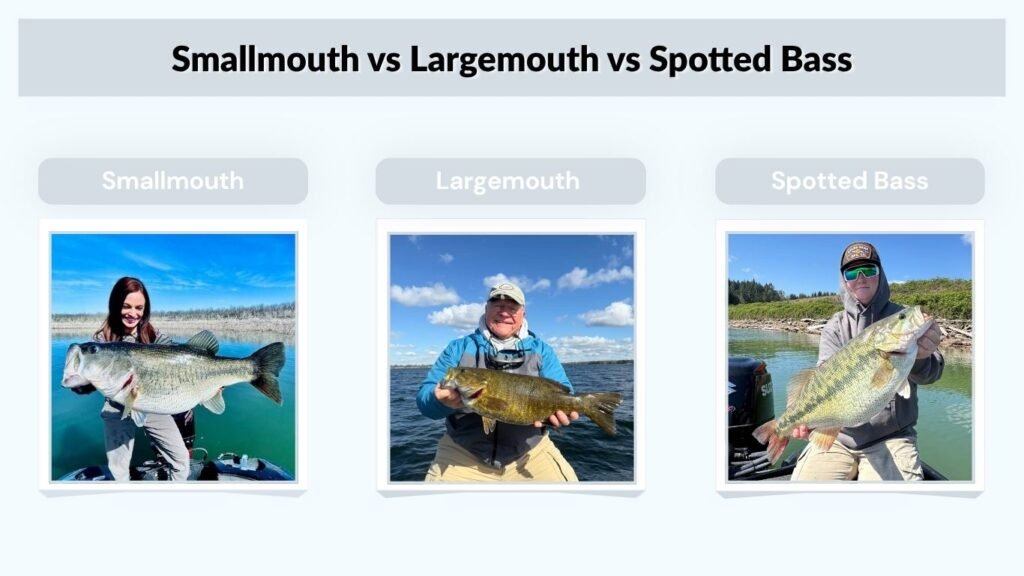 Smallmouth vs Largemouth vs Spotted Bass