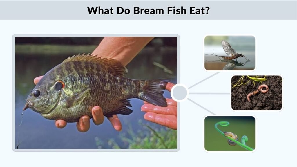 What Do Bream Fish Eat?