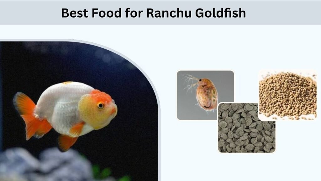 Best Food for Ranchu Goldfish