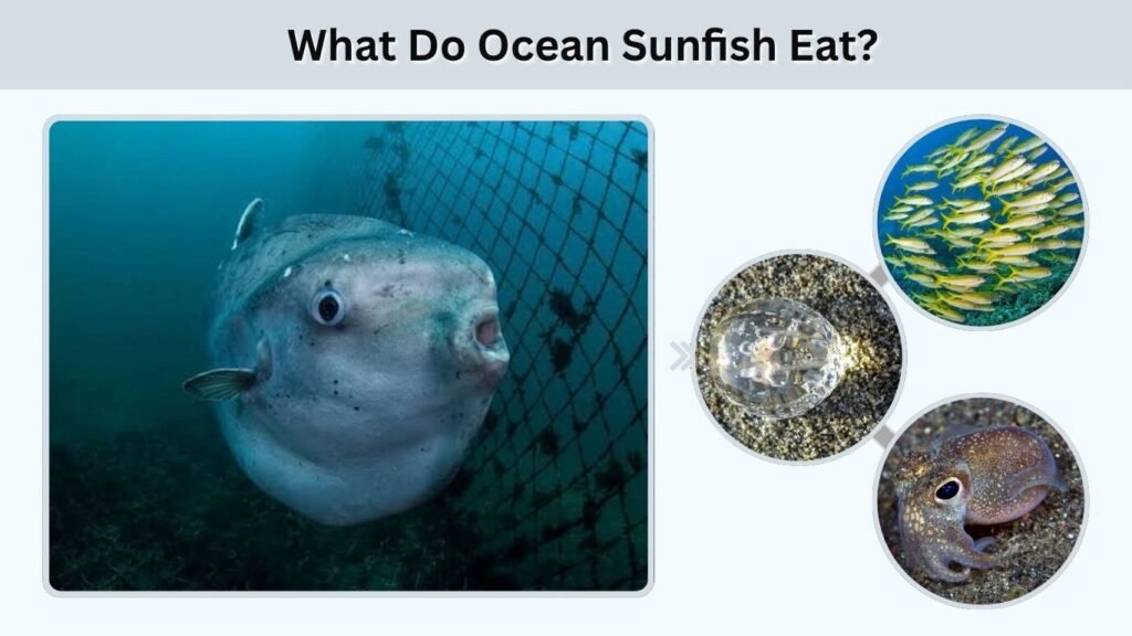 What Do Ocean Sunfish Eat?